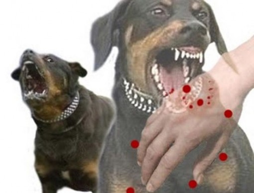 Cà Mau: Xuất hiện ổ dịch bệnh dại trên chó, cắn người hàng loạt