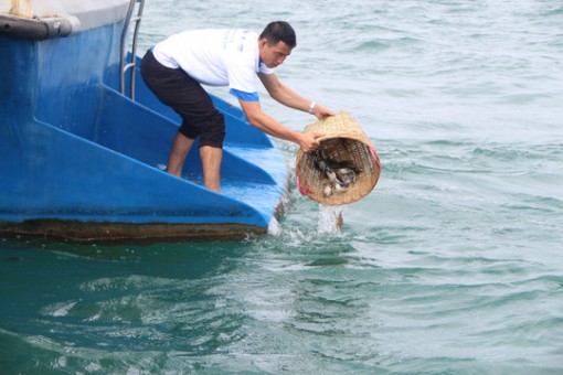 Phú Quốc thả hơn 3 triệu ghẹ con và 100 kg ghẹ trứng về đại dương