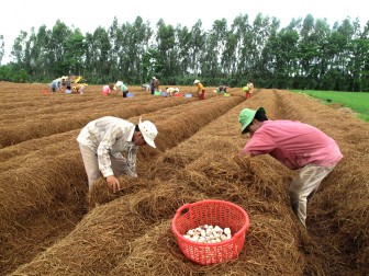 Tân Châu đẩy mạnh phát triển nông nghiệp đô thị