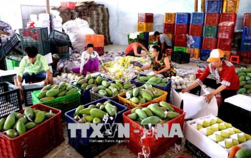 Trái cây Việt từng bước chinh phục thị trường thế giới