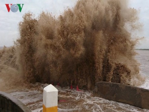 Sạt lở ở ĐBSCL: Biển bạc hung hãn “cạp” rừng vàng