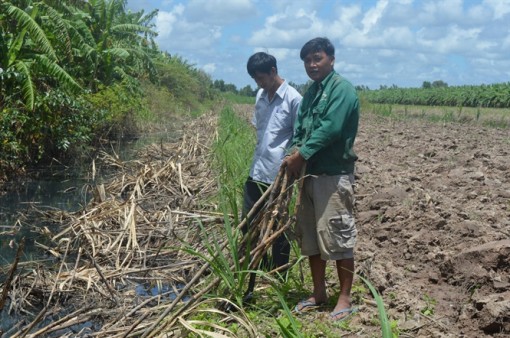 Dân U Minh Thượng ngao ngán với vụ mía đắng ngắt