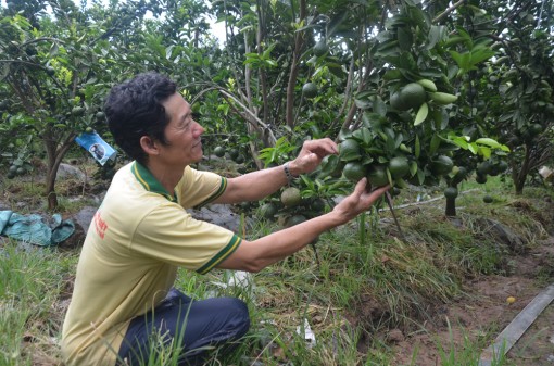Châu Phú tập trung phát triển kinh tế - xã hội