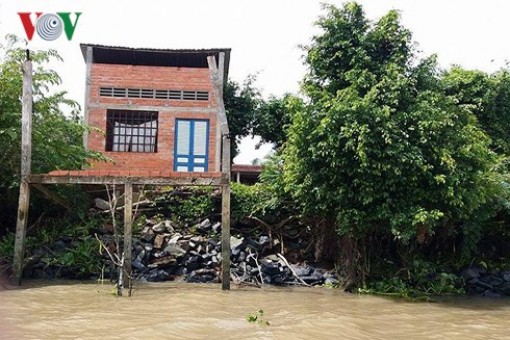 Sạt lở ven sông tiếp diễn đe dọa tính mạng người dân tỉnh Bến Tre