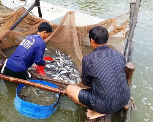 Cá tra giống tăng giá trở lại