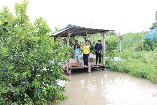 Vườn sinh thái đậm “chất quê” của một nhà nông