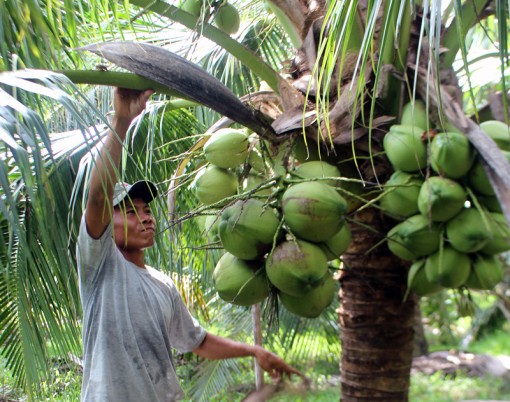 Bến Tre: Mỗi tháng thu hơn 10 triệu từ vườn dừa xiêm xanh trái sai quá trời