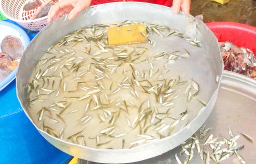 Cá linh non đầu mùa giá 250.000 – 300.000 đồng/kg