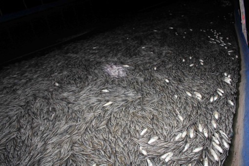 An Giang: Cá trạch lấu giống nuôi trong bồn cao su chết hàng loạt ở Bình Phú
