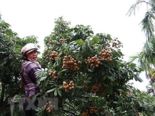 Bội thu mùa nhãn, nhiều nông dân Hải Dương lãi hàng trăm triệu đồng