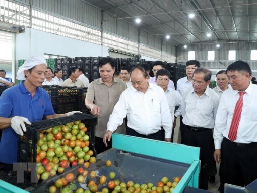 Thủ tướng thăm mô hình sản xuất rau an toàn tại Lâm Đồng