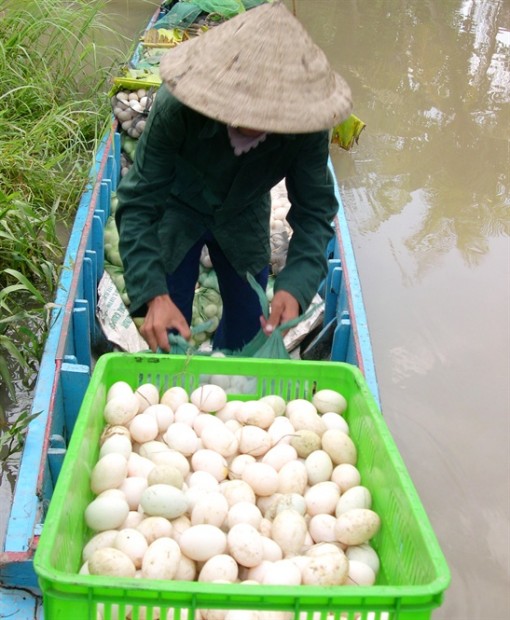 ĐBSCL: Trứng vịt sốt hàng, tăng giá