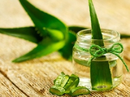 Lô hội rất độc nếu không sử dụng đúng cách
