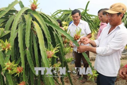 Xuất khẩu rau quả tăng 12,6% so với cùng kỳ năm 2017