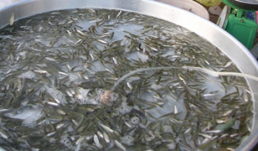 Chưa đến thời điểm khai thác cá linh non