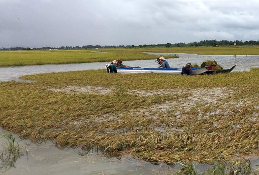 Vừa gặt lúa chạy lũ ngoài đê, người dân ĐBSCL vừa mong có "lũ đẹp"