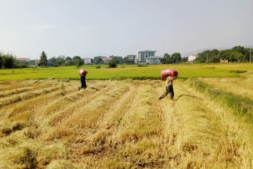Long An: Gần 13 ngàn ha lúa có khả năng bị ảnh hưởng lũ sớm