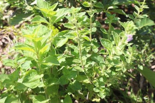 Tác dụng của cây nhân trần