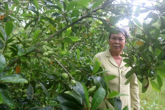 Thu nhập ổn định nhờ trồng cà na Thái