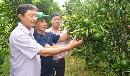 Hướng đi mới từ kinh tế vườn