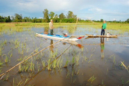 ĐBSCL dự báo có mùa lũ đẹp, mang theo tôm cá