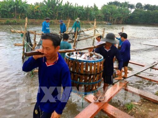 Giá cá tra nguyên liệu tiếp tục có xu hướng giảm