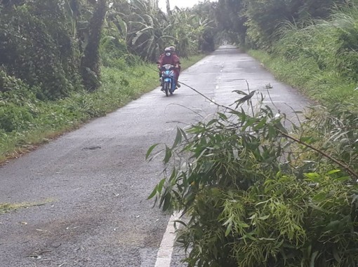 Cà Mau: Mưa giông, cây đổ, người tham gia giao thông lo lắng
