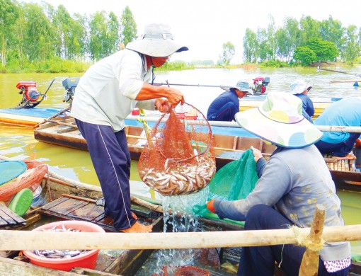 Tập trung bảo vệ nguồn lợi thủy sản