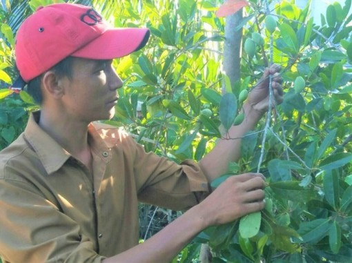 Cà na tứ quý hút hàng