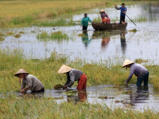 “Né” hạn, lũ cho vựa lúa ĐBSCL