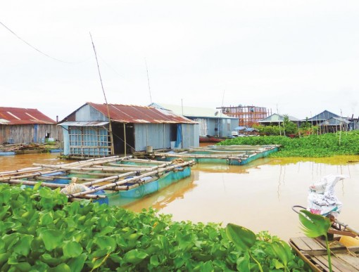 Nghề nuôi cá bè cù lao Ông Hổ