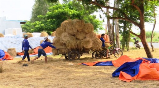 Đồng Tháp: Trữ rơm bán mùa lũ, thu tiền triệu mỗi ngày