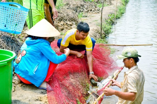 Hậu Giang: Nuôi cá lóc bông cho thu nhập khá