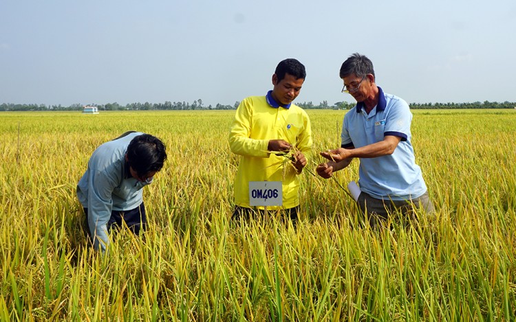 Phú Tân đảm bảo sản xuất vụ thu đông