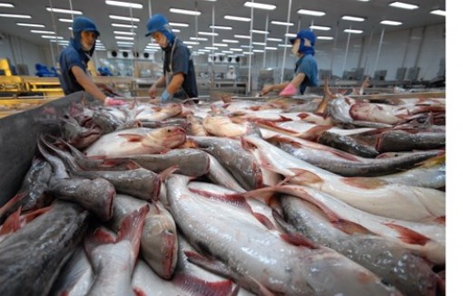 Xuất khẩu cá tra sang EU khởi sắc