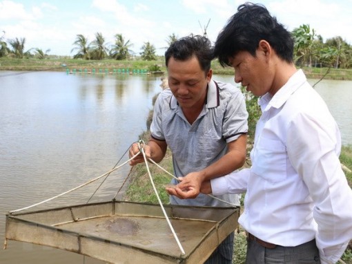 Trà Vinh: Giá tôm thẻ chân trắng tăng nhẹ, người nuôi vẫn chỉ hòa vốn