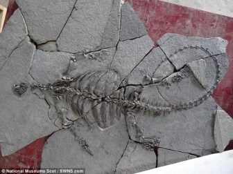 Phát hiện hóa thạch rùa tiền sử khổng lồ ở Trung Quốc