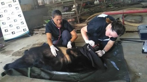 Animals Asia cứu hộ 5 cá thể gấu ngựa tại Tiền Giang