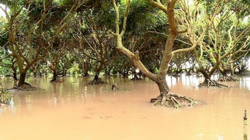 Sạt lở nghiêm trọng, hàng chục hộ dân Vĩnh Long bị ảnh hưởng sản xuất