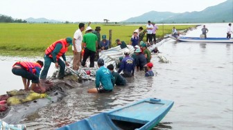 Liên tục vỡ đê, nông dân Vĩnh Gia thu hoạch lúa chạy lũ