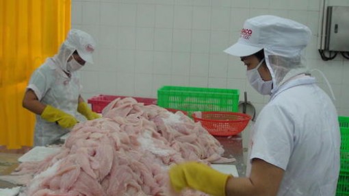 Con cá tra Việt lo mất thị trường xuất khẩu