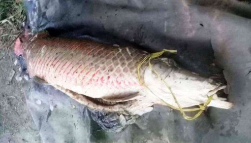 Ngư dân bắt được cá huyết rồng nặng 31 kg