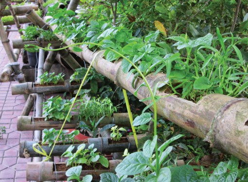 Tự trồng rau sạch cung cấp bữa ăn xanh