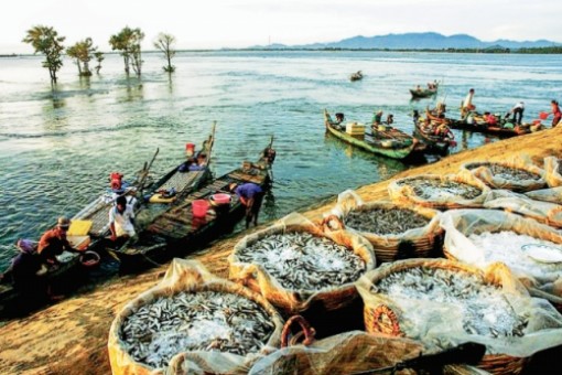 Miền Tây mùa nước nổi: Món quà của...lũ