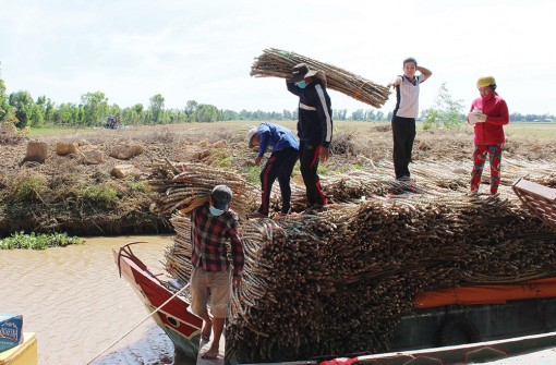 Đề phòng bệnh khảm lá virus trên khoai mì
