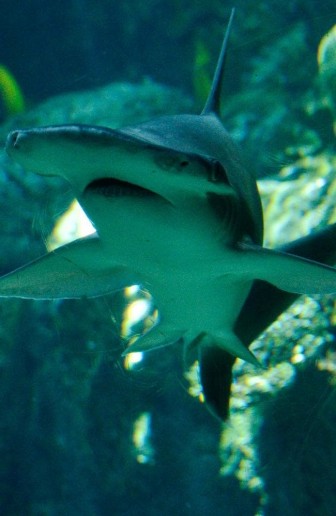 Lần đầu phát hiện cá mập biết ăn cỏ để sinh tồn