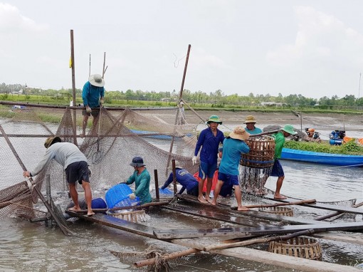 Khai thác cơ hội cá tra