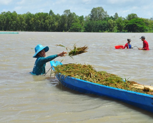 Nước lũ sát mặt đê, người dân An Giang đứng ngồi không yên