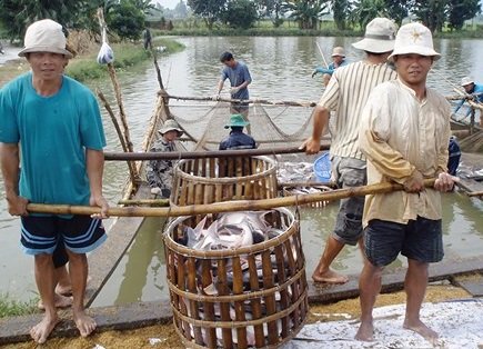 Ngành cá tra đối diện thách thức mới