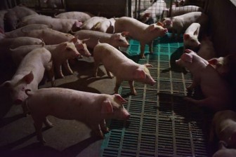 Tập trung ngăn chặn bệnh dịch tả lợn châu Phi xâm nhiễm vào Việt Nam